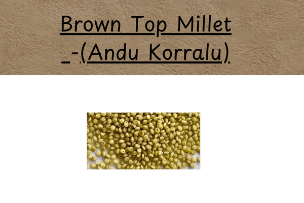 Types of Millets In Telugu: Brown Top Millet (అండు కొర్రలు) Uses