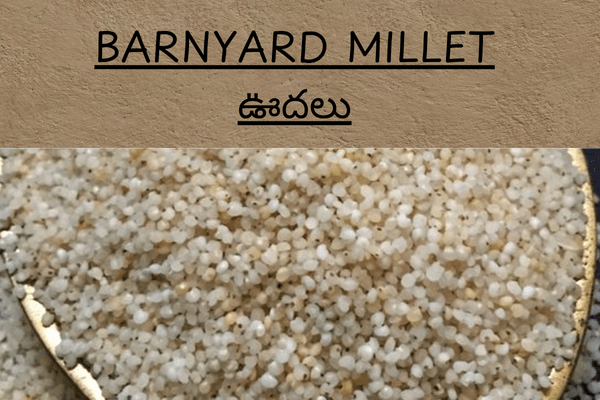 Types of Millets In Telugu: Barnyard Millet (ఊదలు )_ Udalu Uses