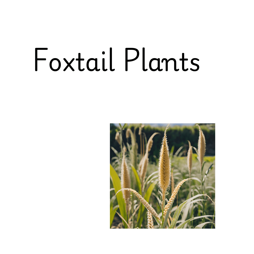 Foxtail Millet In Telugu Benefits