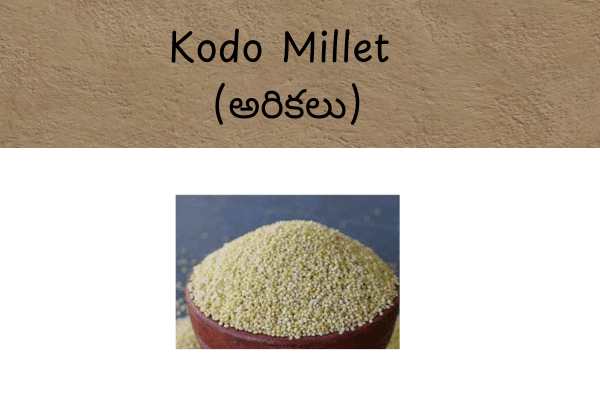 Types of Millets In Telugu: Kodo Millet (అరికలు) Uses