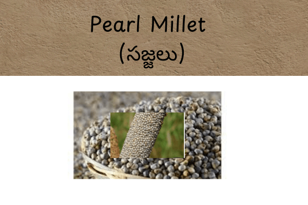 Types of Millets In Telugu: Pearl Millet (సజ్జలు) Uses