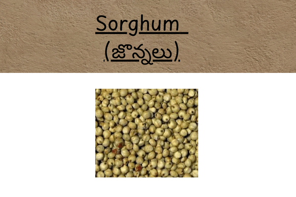 Types of Millets In Telugu: Sorghum (జొన్నలు)