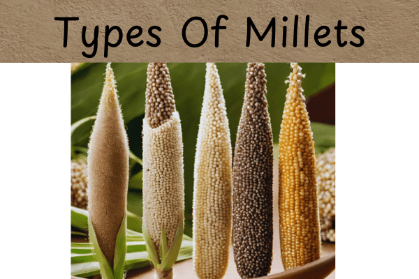 Types Of Millets In Telugu|చిరుధాన్యాలు-సిరిధాన్యాలు