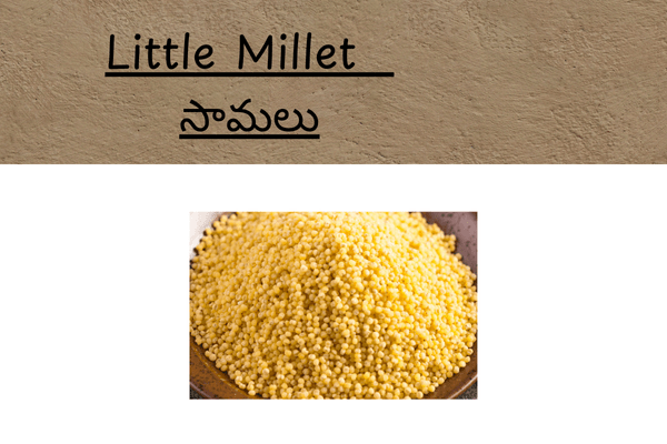 Types of Millets In Telugu: Little Millet (సామలు) Uses