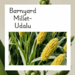 Barnyard Millet Uses In Telugu