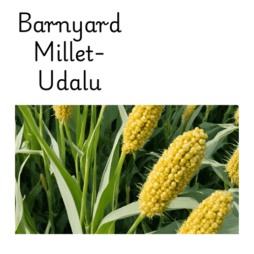 Barnyard Millet Uses In Telugu