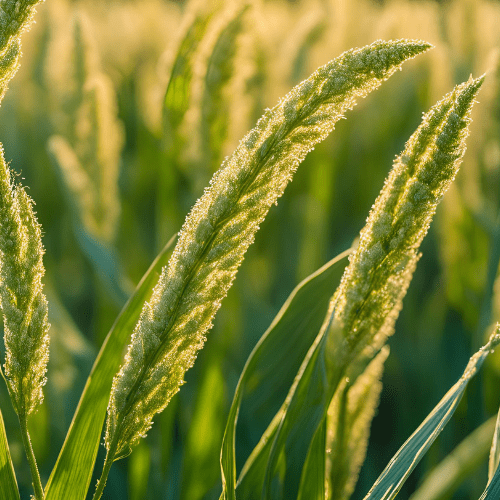 Kodo Millet In Telugu Benefits