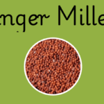 Finger millet in telugu