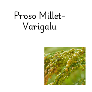 Proso Millet In Telugu