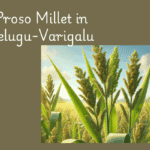 Proso Millet in Telugu-Varigalu
