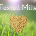 Foxtail Millet benefits