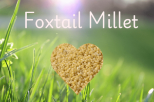 Foxtail Millet benefits