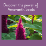 Amaranth Millet Benefits-rajgiri seeds