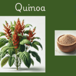 Quinoa Rice Bnefits for weight loss
