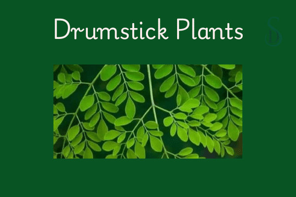 Drumstick Seeds Benefits- plants