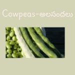 Cowpea Beans in Telugu: Health Benefits, Recipes