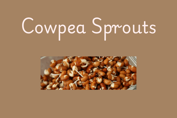 Cowpea Beans in Telugu: Sprouts recipe