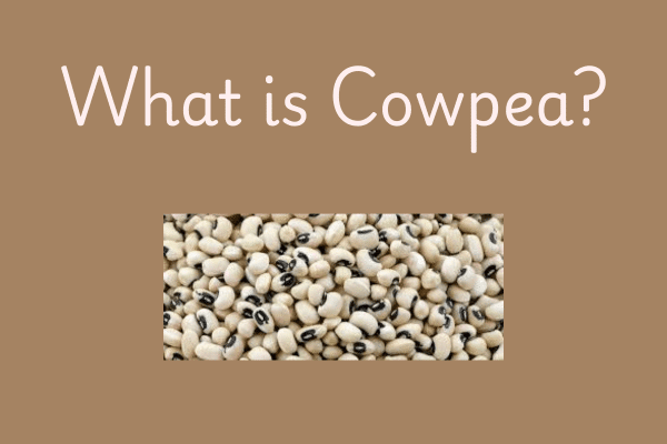 Cowpea Beans in Telugu: What is cowpea?