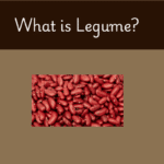 List of Legumes: What is Legume?