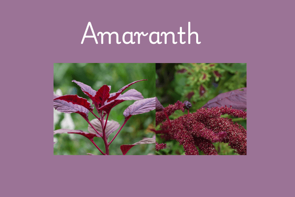 Amaranth seeds : Plants
