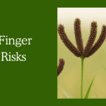 Top 5 Finger Millet Risks, who should not eat