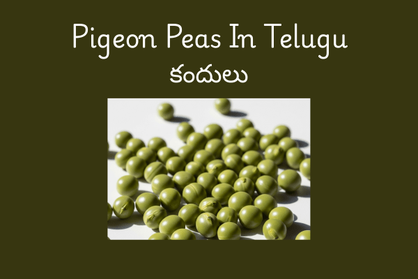 Pigeon Pea in telugu-  Pigeon Peas ను తెలుగులో సాధారణంగా "కందులు" లేదా "కంది కాయలు" అని పిలుస్తారు