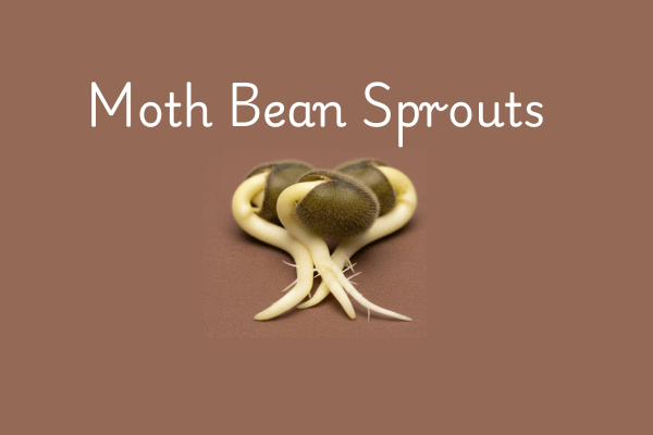 how to do Moth beans sprouts