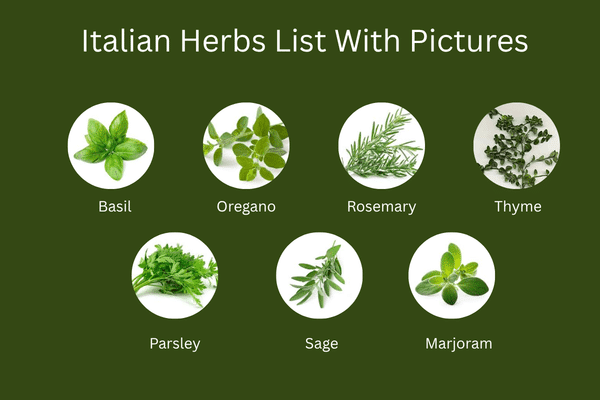 Popular Italian Herbs List with Pictures