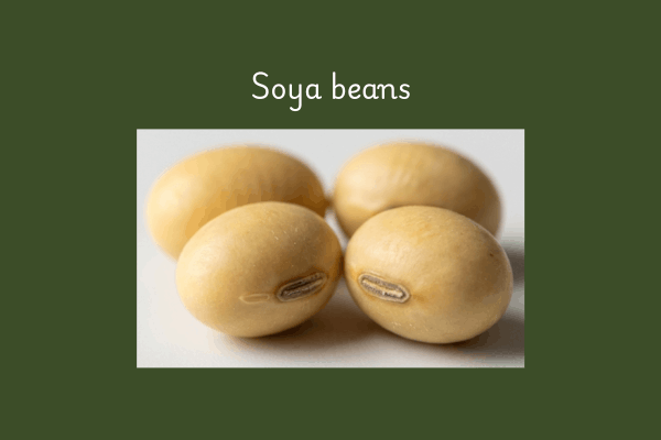 Soya Beans
