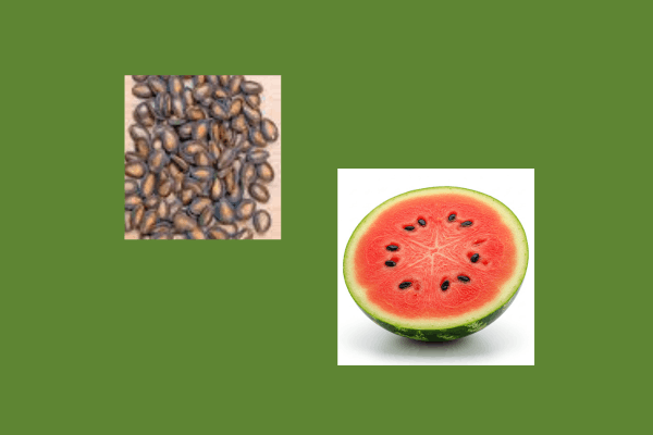 Top 5 Watermelon seeds benefits For Female