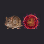 Hantavirus Causes, Symptoms, Prevention, and Myths