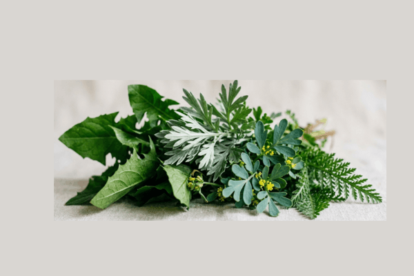 Health Benefits of Bitter Herbs